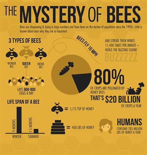 Bee Infographic On Behance Honey Bee Facts Backyard Bee Bee Facts