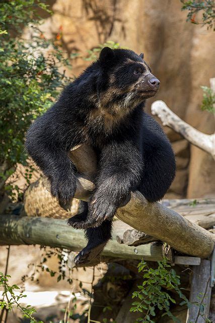 Andean Bear Spectacled Bear Bear Animals Beautiful