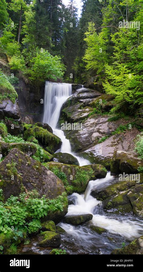 Black Forest Triberg Waterfall With Green Leaves Stock Photo Alamy