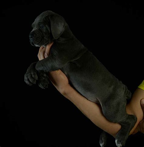 Home/cane corso breed/the best breeder cane corso. buy cane corso in Lubbock and breeders of Italian mastiff ...