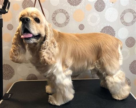 20 Best Cocker Spaniel Haircuts For Your Puppy The Paws