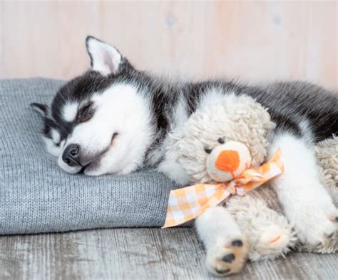 Great savings & free delivery / collection on many items. How Much Do Siberian Huskies Cost? The Ultimate Buyer's Guide - Perfect Dog Breeds