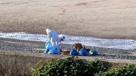 Mysterious Substance Washes Up On UK Beach Buy Sell Or Upload Video