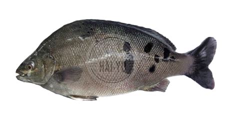 Scortum barcoo is a species of fish in the family terapontidae, known by the common names barcoo grunter and jade perch. The 7 Best Fish For Small Aquaponics Systems - AHA Gardening