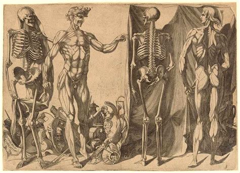 Did Renaissance Artists Really Use Cadavers To Learn Anatomy