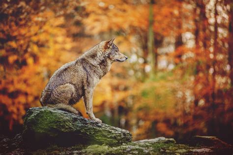 Перевод слова wolves, американское и британское произношение, транскрипция, словосочетания, примеры использования. Up to 80 wild wolves roam the Czech Republic, and ...