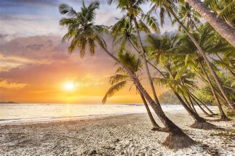 Beach in Caribbean at Sunset Stock Image - Image of calm, sand: 235247239