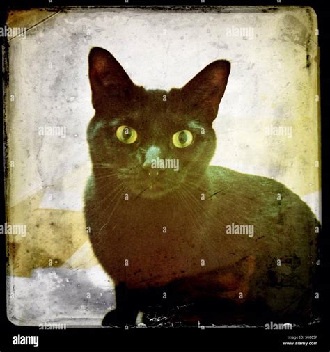 Black Cat Staring Hi Res Stock Photography And Images Alamy