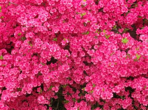 My Flowering Bushes Pink Flowering Bushes Flowering Bushes Bushes