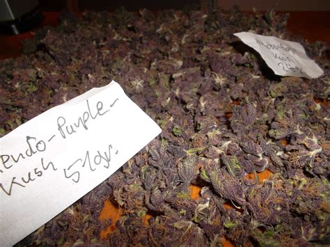 Strain Galerie Mendocino Purple Kush Medical Seeds Co Pic