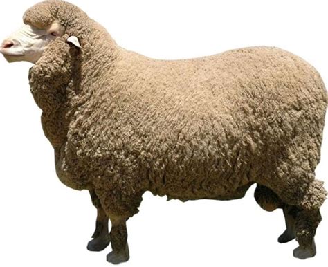 Merino Sheep Farming Information