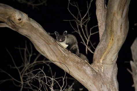 Yellow Bellied Glider Scream It From The Tree Tops