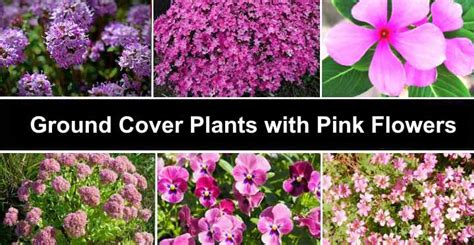 33 Ground Cover Plants With Pink Flowers With Pictures