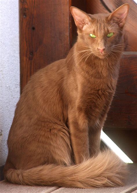 Over time orientals produced some longhair kittens. cat colours — cinnamon