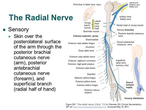 Accessphysiotherapy Brachial Plexus And Peripheral Nerves Radial