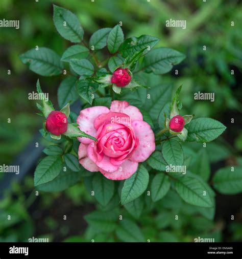 Small Rose Stock Photo Alamy