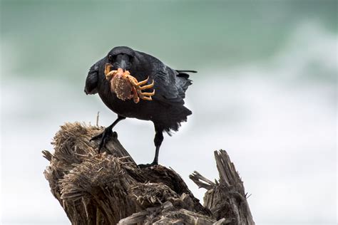 10 Fun Facts About The American Crow Audubon