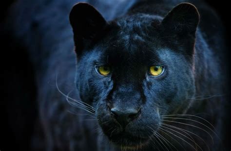 The black coloring comes from a surplus of melanin, the same pigment responsible for suntans, and an animal with the condition is known as melanistic. Rare African Black Leopard Spotted in Kenya | World Report ...