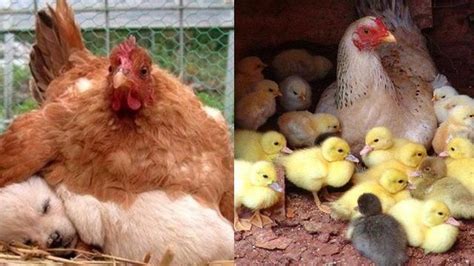 Gambar Ayam Dan Anaknya Pulp