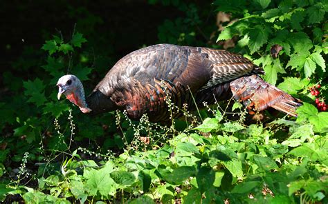 Suzanne Britton Nature Photography Wild Turkey