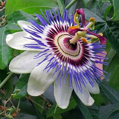 Beckys Bluewhite Passion Flower Passiflora Potted 4 Pot