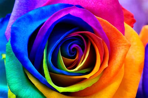 How Florists Tie Dye Roses And The Reasons For Doing So Floraqueen En