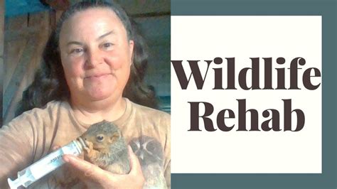 How To Become A Wildlife Rehabilitator Youtube
