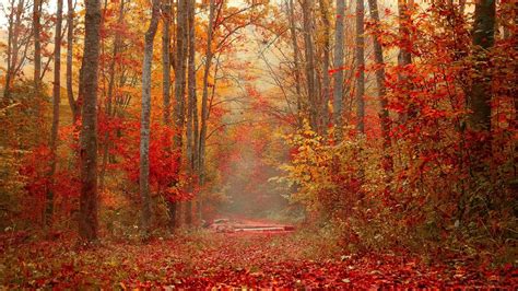 Download Wallpaper 1366x768 Autumn Forest Foliage Trees Colorful