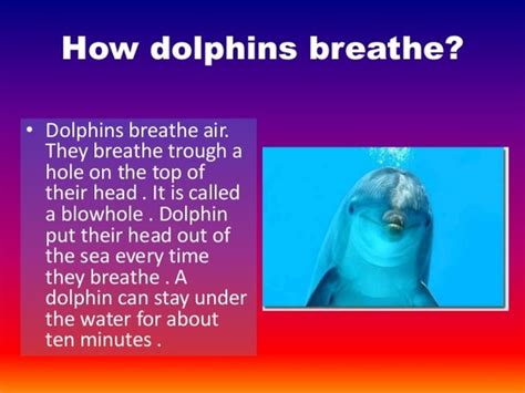 How Does A Dolphin Breathe