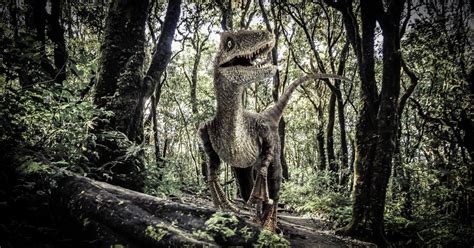 The Evolution Of Modern Rainforests Began With The Dinosaur Killing