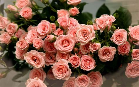 We did not find results for: Flowers Laptop Wallpapers - Top Free Flowers Laptop ...