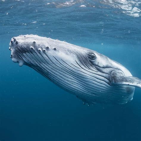 Largest Blue Whale