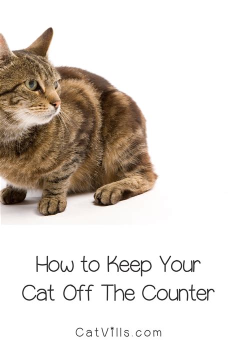 If your kitty prefers the countertop to the cat tree, it may take some time to train them to redirect to another surface. 4 Easy Ways to Keep Cats off the Counter | Bad cats, Cats ...