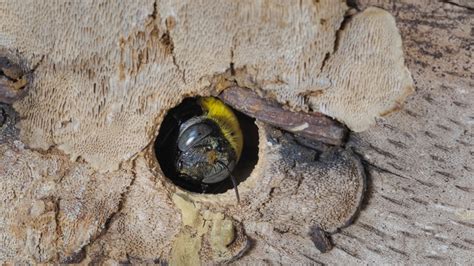 How To Get Rid Of Carpenter Bees From Your Home