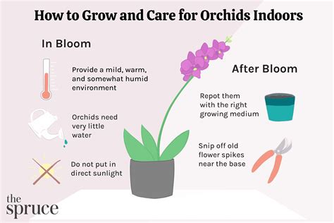 How To Care For Orchids For Beautiful Blooms Orchid Care Indoor