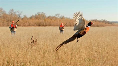 South Dakota Pheasant Count Down As Season Nears