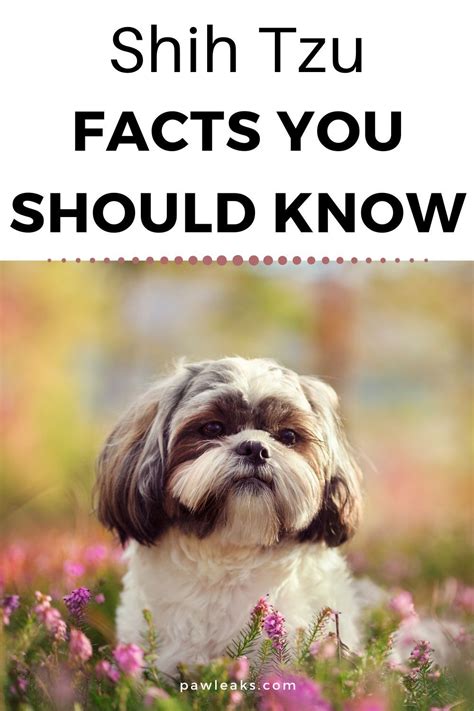 Shih Tzu Lifespan Facts You Should Know Shih Tzu Shitzu Dogs Shih