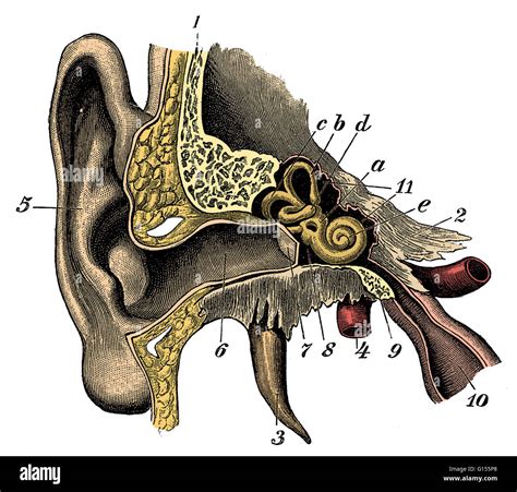 Color Enhanced Illustration Of A Cross Section Of The Ear This Is An