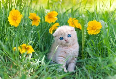 Cute Little Kitten Sitting In Flower Meadow — Stock Image