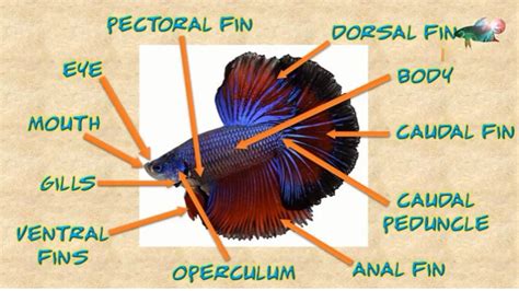 Betta Fish Anatomy 3 Unbelievable Things You Should Know