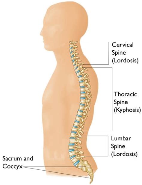 Kyphosis Roundback Of The Spine Orthoinfo Aaos