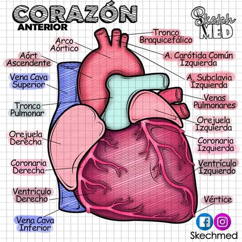 El Corazón Y Sus Partes Anatómicas Images And Photos Finder
