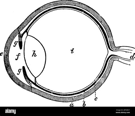 Internal Structure Human Eye Immagini Vettoriali Stock Alamy