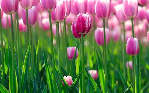 Pink Tulip Flowers Hd Pic Best Flower Site