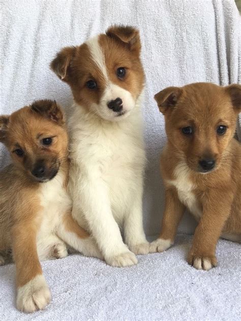 Sire is flashy fawn boxer approx. 3 Beautiful Jack Russell Puppies for sale FOR SALE ...