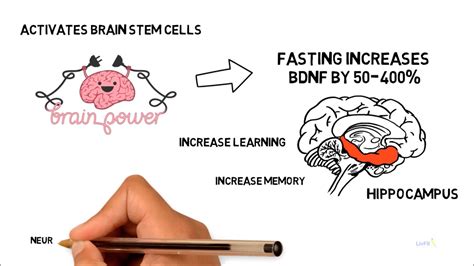 Intermittent Fasting Brain Function Longevity Weight Loss Bio