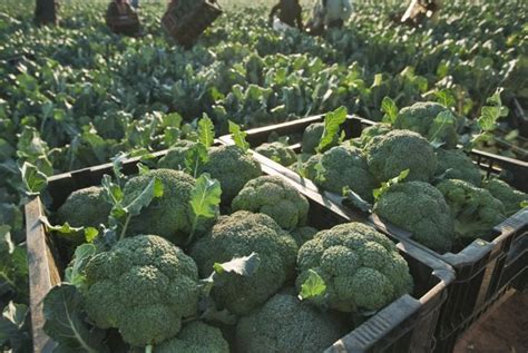 Get Your Greens By Growing Your Own Broccoli The Habitat