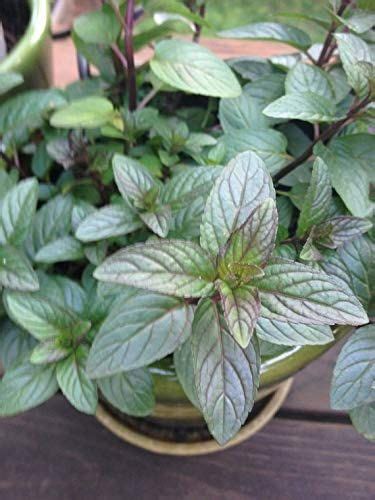 Chocolate Mint Live Plant By Chocolate Mint Live Plant