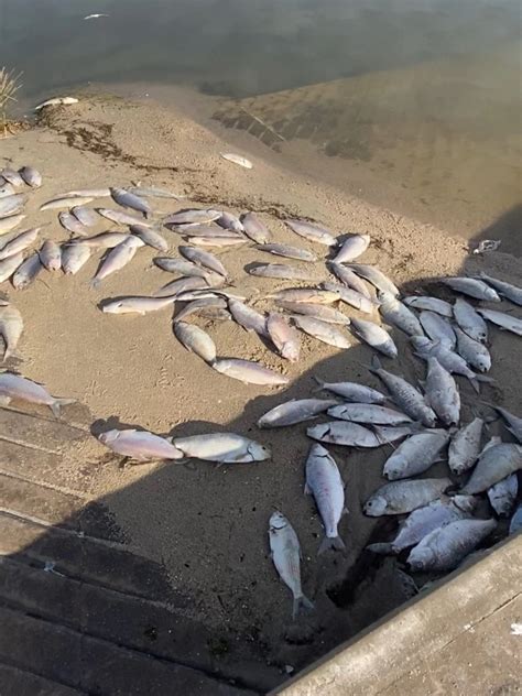 Tonnes Of Dead Fish Wash Up At A Popular Tourist Destination With Only