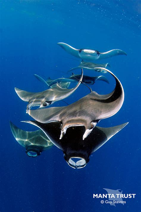 Unravelling The Mysteries Of Manta And Devil Rays Of The Mexican